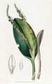 Pleurothallis à tête de lézard - Sydenham Edwards — vista dell’opera