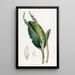 Pleurothallis à tête de lézard - Sydenham Edwards — quadro incorniciato alla parete
