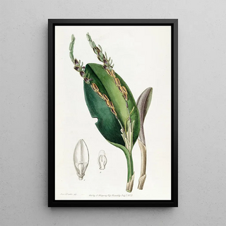 Sydenham Edwards - Lizardheaded Pleurothallis.webp