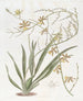 Oncidium nobile - Sydenham Edwards — vista dell’opera