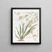Oncidium nobile - Sydenham Edwards — quadro incorniciato alla parete