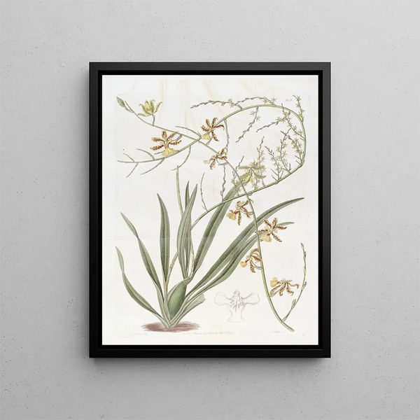 Sydenham Edwards - Lofty Oncidium.webp