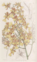Oncidium à longues feuilles - Sydenham Edwards — vista dell’opera