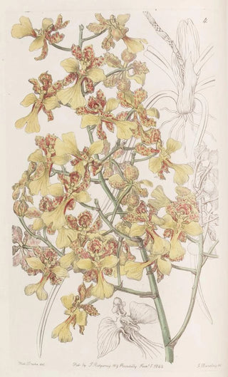 Sydenham Edwards - LongLeaved Oncidium.webp