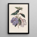 Achimènes a fiori lunghi - Sydenham Edwards — quadro incorniciato alla parete