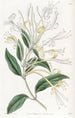 Chèvrefeuille à longues fleurs - Sydenham Edwards — vista dell’opera