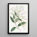 Chèvrefeuille à longues fleurs - Sydenham Edwards — quadro incorniciato alla parete