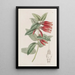 Macleania à longues fleurs - Sydenham Edwards — quadro incorniciato alla parete