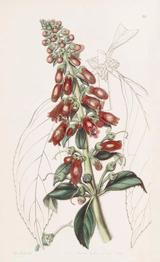 Sydenham Edwards - Longleaved Gesnera.webp