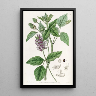 Sydenham Edwards - Longspiked Psoralea.webp