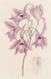 Laelia à longues tiges - Sydenham Edwards — vista dell’opera