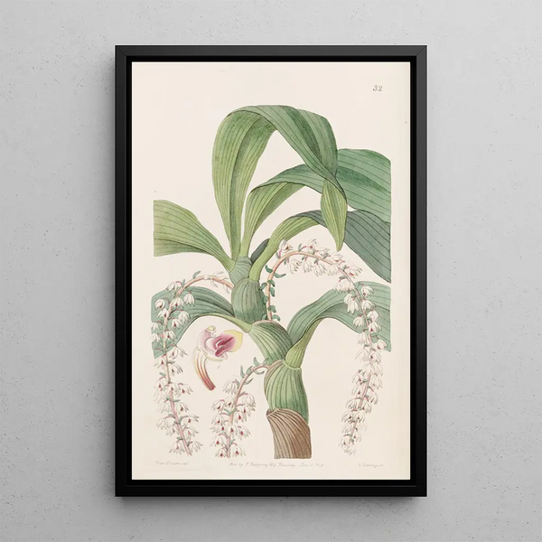 Sydenham Edwards - Manytailed Eria.webp