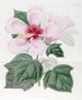 Hibiscus dei pantani - Sydenham Edwards — vista dell’opera