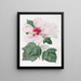 Hibiscus dei pantani - Sydenham Edwards — quadro incorniciato alla parete