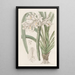 Cymbidium di Masters - Sydenham Edwards — quadro incorniciato alla parete