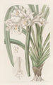 Cymbidium di Masters - Sydenham Edwards — vista dell’opera