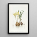 Sternbergia safranée des prés - Sydenham Edwards — quadro incorniciato alla parete
