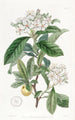 Aubépine mexicaine - Sydenham Edwards — vista dell’opera