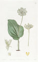 Microstylis à feuilles de langue de serpent mexicaine - Sydenham Edwards — vista dell’opera