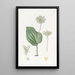 Microstylis à feuilles de langue de serpent mexicaine - Sydenham Edwards — quadro incorniciato alla parete