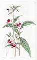 Cuphea a due petali messicana - Sydenham Edwards — vista dell’opera