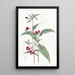 Cuphea a due petali messicana - Sydenham Edwards — quadro incorniciato alla parete