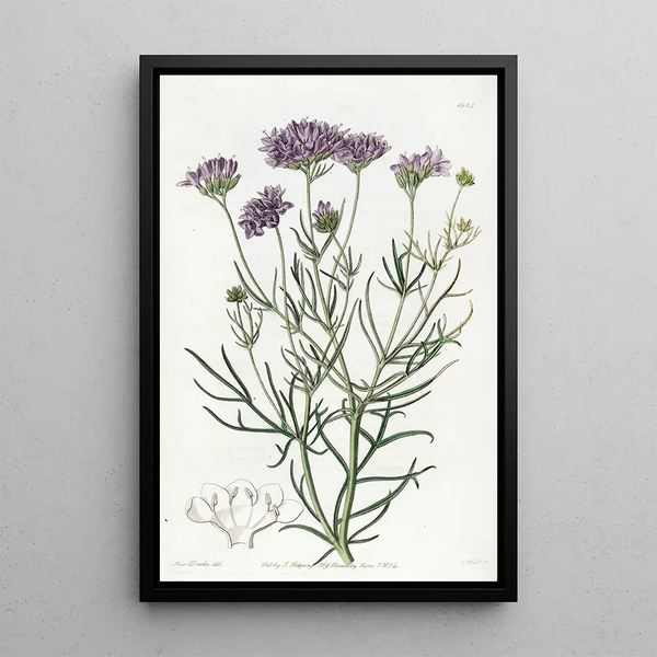 Sydenham Edwards - Milfoilleaved Gilia.webp