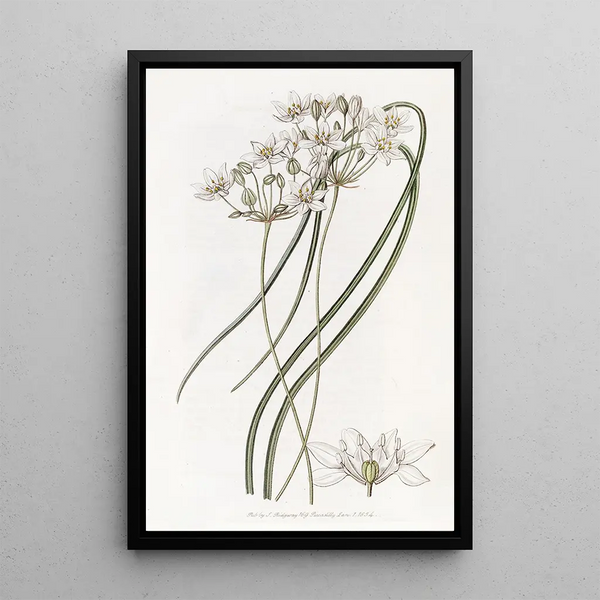 Sydenham Edwards - Milkwhite Hesperoscordum.webp