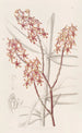 Renanthera du matin - Sydenham Edwards — vista dell’opera