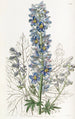 Delphinium des montagnes - Sydenham Edwards — vista dell’opera