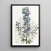 Delphinium des montagnes - Sydenham Edwards — quadro incorniciato alla parete