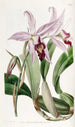 Variété di Laelia anceps di M. Barker - Sydenham Edwards — vista dell’opera