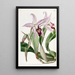 Variété di Laelia anceps di M. Barker - Sydenham Edwards — quadro incorniciato alla parete