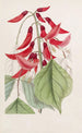 Erythrina di M. Bidwill - Sydenham Edwards — vista dell’opera