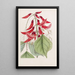 Erythrina di M. Bidwill - Sydenham Edwards — quadro incorniciato alla parete