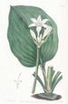 Eurycles di M. Cunningham - Sydenham Edwards — vista dell’opera