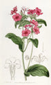 Phlox di M. Drummond - Sydenham Edwards — vista dell’opera