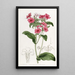 Phlox di M. Drummond - Sydenham Edwards — quadro incorniciato alla parete