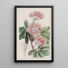 Inga de M. Harris - Sydenham Edwards — quadro incorniciato alla parete