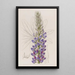 Lupin di M. Hartweg - Sydenham Edwards — quadro incorniciato alla parete