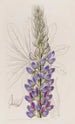 Lupin di M. Hartweg - Sydenham Edwards — vista dell’opera