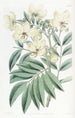 Cassia di M. Herbert - Sydenham Edwards — vista dell’opera