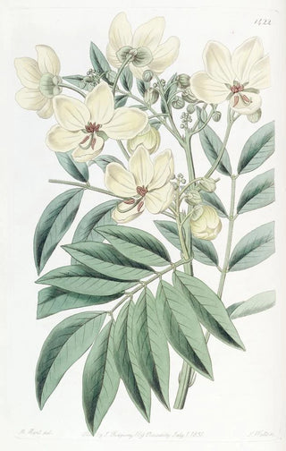 Sydenham Edwards - Mr Herberts Cassia.webp