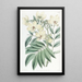 Cassia di M. Herbert - Sydenham Edwards — quadro incorniciato alla parete