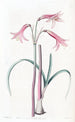 Phycella di M. Herbert - Sydenham Edwards — vista dell’opera