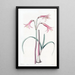 Phycella di M. Herbert - Sydenham Edwards — quadro incorniciato alla parete