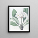 Plumeria di M. Lambert - Sydenham Edwards — quadro incorniciato alla parete