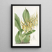 Brassia di M. Lance - Sydenham Edwards — quadro incorniciato alla parete