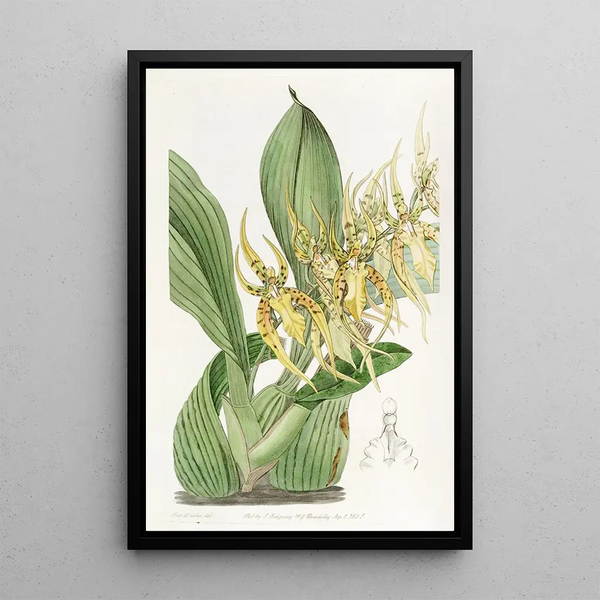 Sydenham Edwards - Mr Lances Brassia.webp