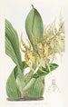 Brassia di M. Lance - Sydenham Edwards — vista dell’opera